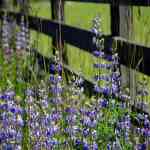 Lupine in the valley-