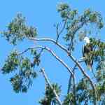 Majestic Bald Eagle in the San Juan Islands