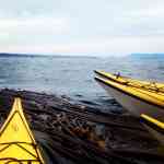 Orca whale beyond the kayaks