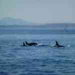 Orcas