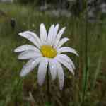 Orcas Island Dew Drops