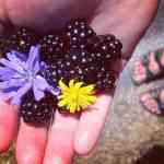 Picking blackberries along the roads of Orcas Island