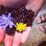 Picking blackberries along the roads of Orcas Island