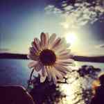 Picking flowers and waiting for the sunset on Orcas Island