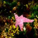 Pink Star Fish San Juan Islands WA