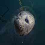 Popeyes the seal Friday Harbour