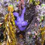 Purple Starfish at San Juan Island