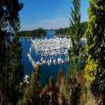 Roche Harbor marina through the trees