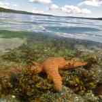 Scenes from kayaking near Skull Island off the shore of Orcas Island 