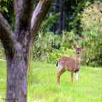 Strolling in the meadow 