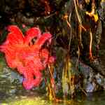 Sunflower Starfish at San Juan Island