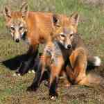 The best time to photograph the kit foxes is in April or May 