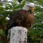 The majestic from his vantage point 