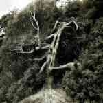 This amazing old juniper is growing on Sucia 