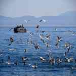 Waiting for the Minke Whales with Orcas Island Eclipse Charters