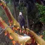 Wet bald eagle in Madrona tree