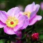 Wild roses along the roadside