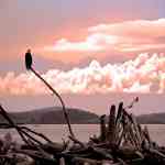 eagle at sunset