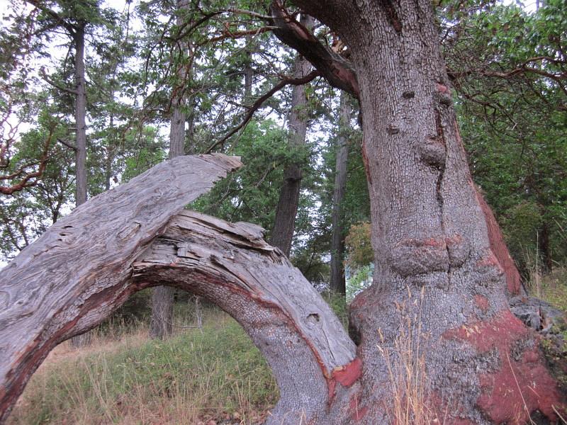 tree_in_the_park