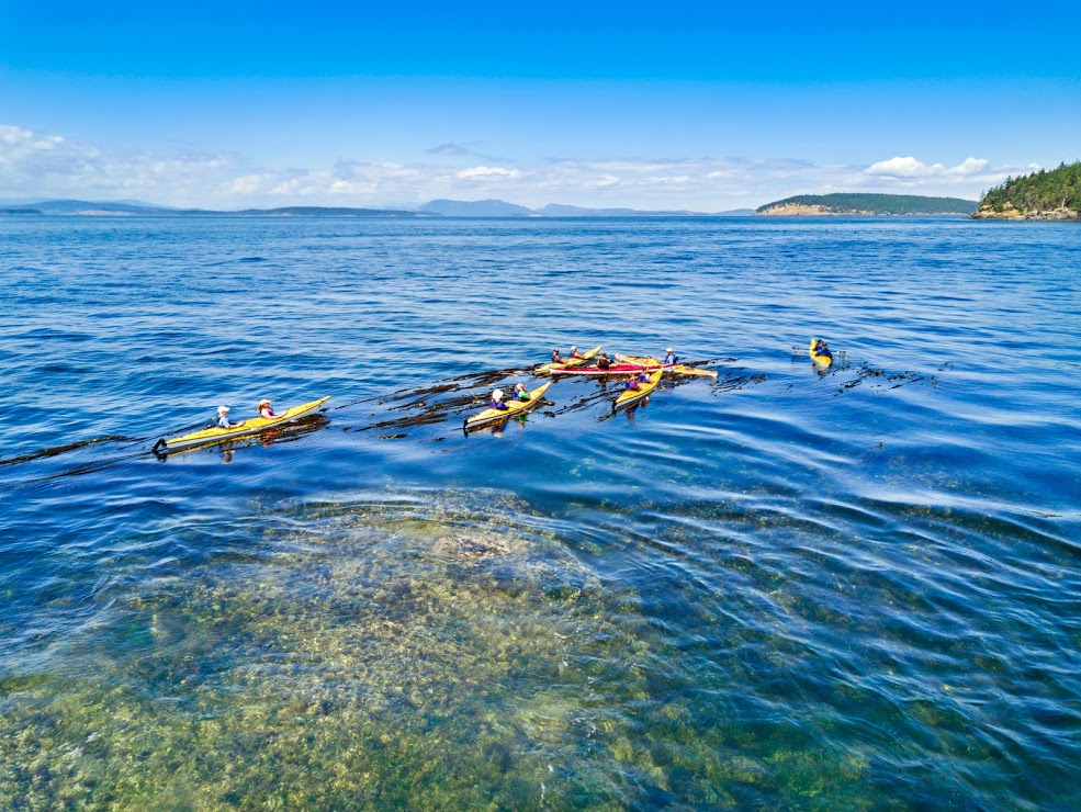 3 Eco-Friendly Reasons to Try a Sea Kayaking Tour