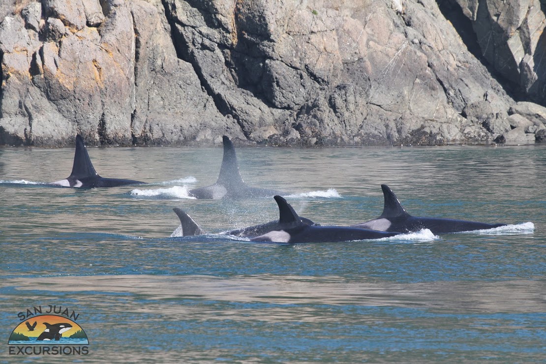 Why You Should Book a San Juan Islands Kayaking Tour